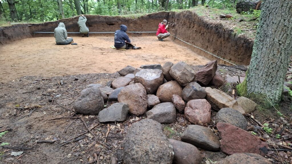 Wykop archeologiczny w lesie, w którym pracują studenci i wolontariusze. Na pierwszym planie pień drzewa i sterta niewielkich kamieni (kliknięcie spowoduje powiększenie zdjęcia).