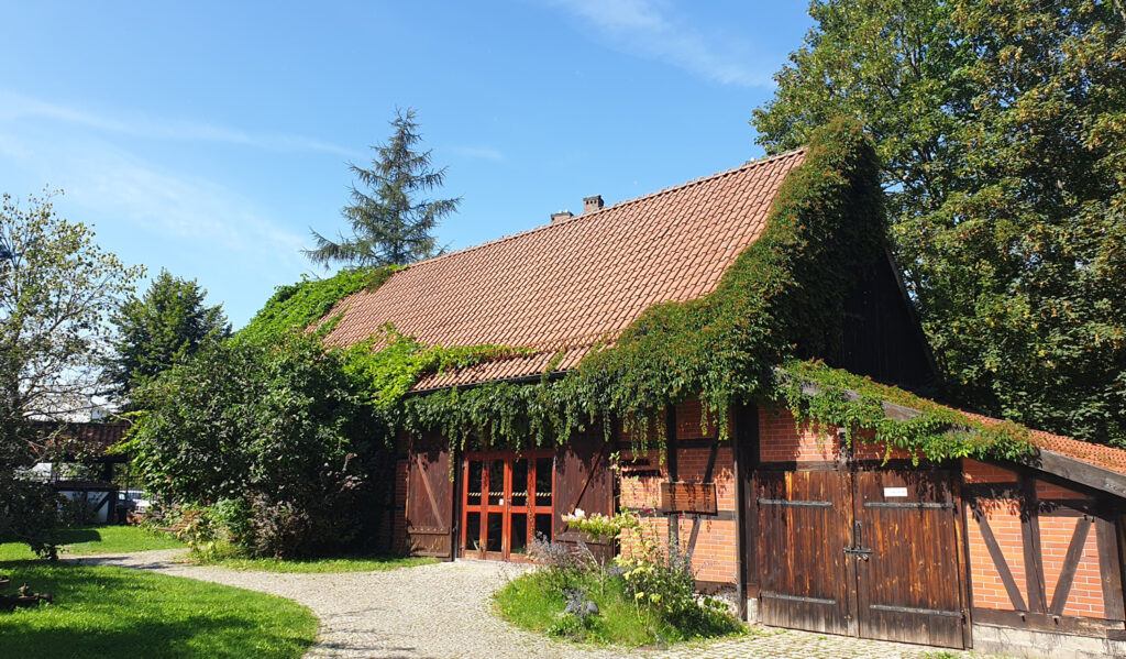 Współczesna rekonstrukcja XIX-wiecznej stodoły. Dach częściowo pokryty bluszczem. Po prawej stronie rosną drzewa, a przed stodołą krzewy (kliknięcie spowoduje powiększenie zdjęcia).